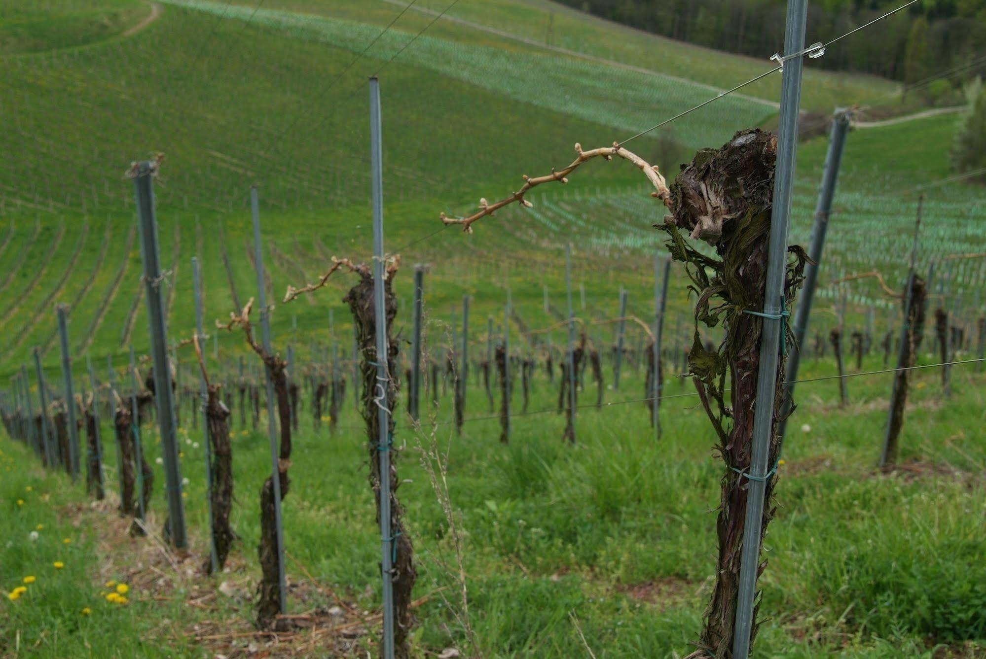 Weingut Primus Suedsteiermark シュピールフェルト エクステリア 写真