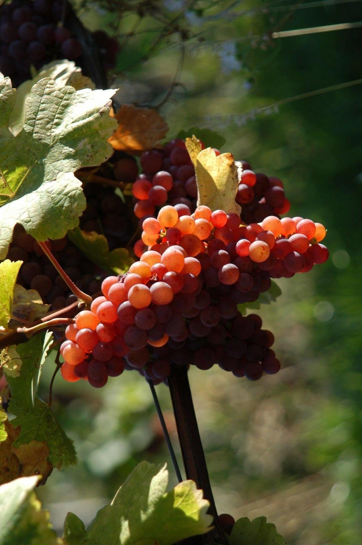 Weingut Primus Suedsteiermark シュピールフェルト エクステリア 写真