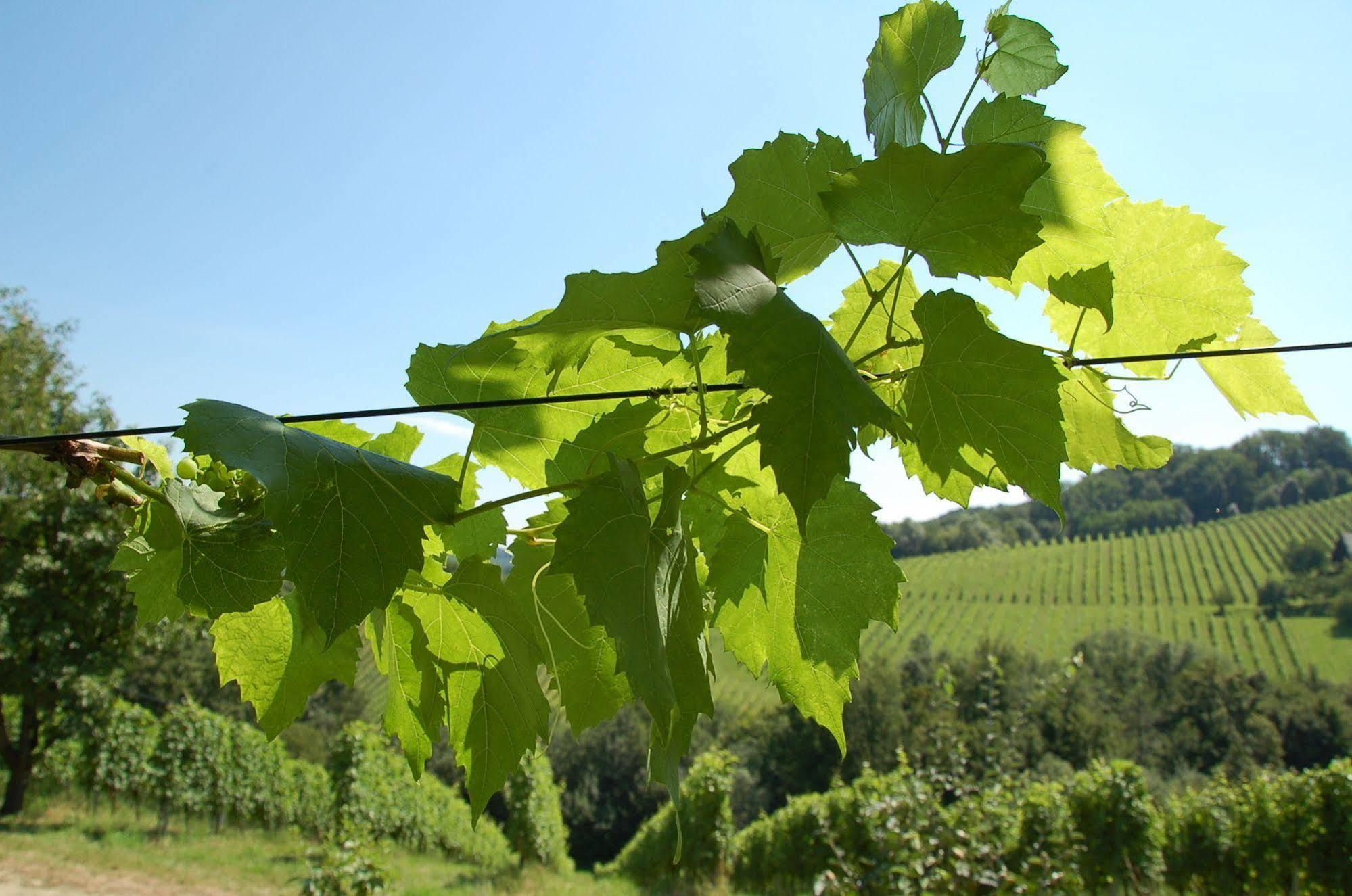 Weingut Primus Suedsteiermark シュピールフェルト エクステリア 写真